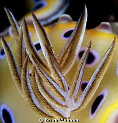 "Naked Gills"
Nikon F90X with 105mm Macro Lens and +2 Di... by Brian Welman 